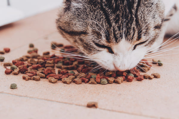 zdrowa dieta z suchą karmą dla kotów